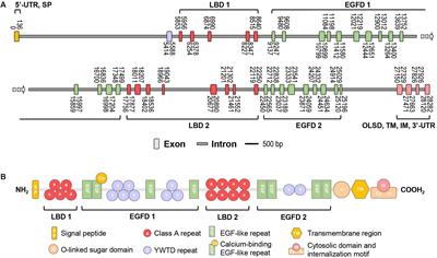 Vitellogenin Receptor (VgR) Mediates Oocyte Maturation and Ovarian Development in the Pacific White Shrimp (Litopenaeus vannamei)